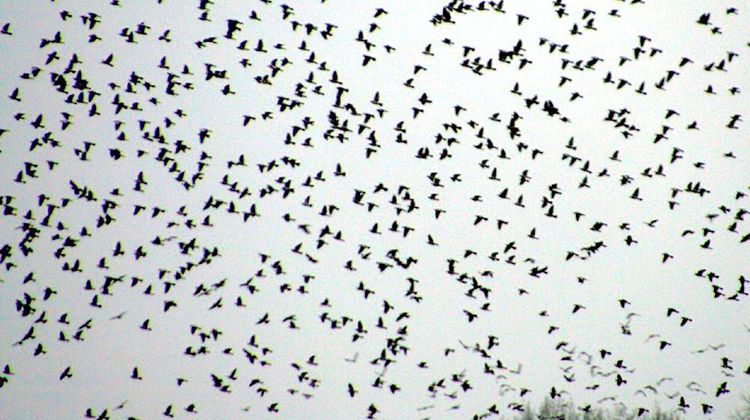 OISEAU BLEU – Les palombes bloquées par la neige sur les Pyrénées